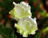 Streptocarpus DS-WHITE GOLD 
